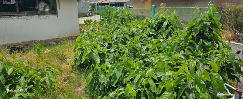 박봉동님의 장터 판매 상품 [포포과일나무] 첨부 사진