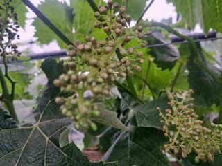 김형준님의 포도 · 자유게시판 작성글 사진