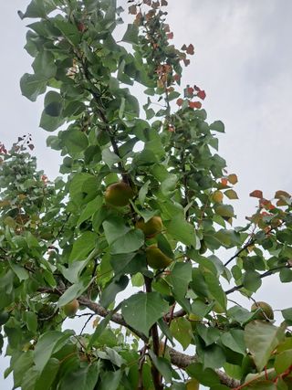 자연인님의 농사, 무엇이든 물어보세요! · 참여글 작성글 사진