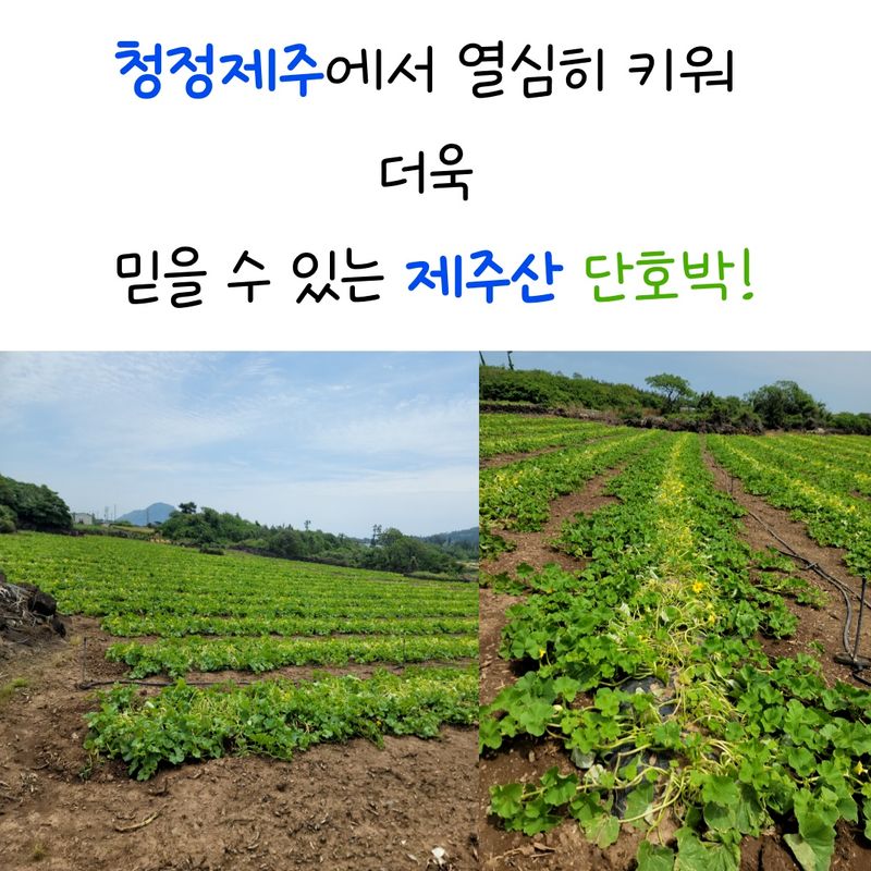 제주빅팜님의 장터 판매 상품 [제주 보우짱품종 단호박, 밤호박] 첨부 사진