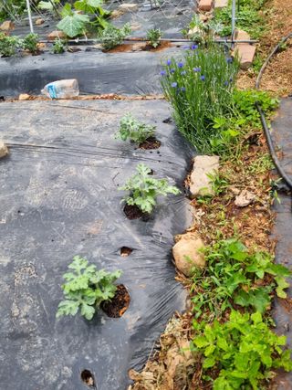 이남신님의 자유주제 · 자유게시판 작성글 사진