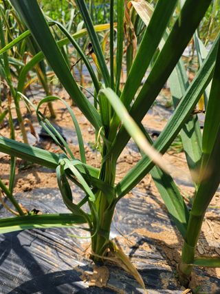 영팔이님의 농사, 무엇이든 물어보세요! · 참여글 작성글 사진