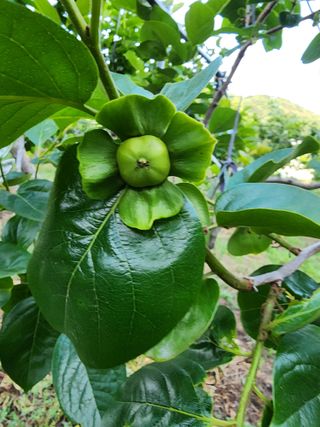 밀양달콤팜님의 자유주제 · 자유게시판 작성글 사진