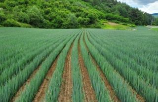 퇴비사랑님의 자유주제 · 자유게시판 작성글 사진