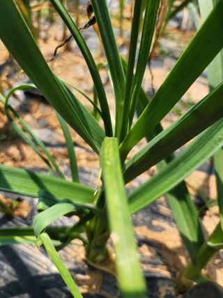 영팔이님의 농사, 무엇이든 물어보세요! · 참여글 작성글 사진