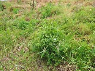 pyonngzz님의 농사, 무엇이든 물어보세요! · 참여글 작성글 사진