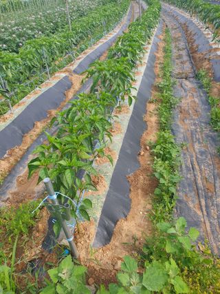 주옥님의 자유주제 · 자유게시판 작성글 사진