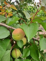 팜모닝 농사, 무엇이든 물어보세요!·참여글 게시글 이미지