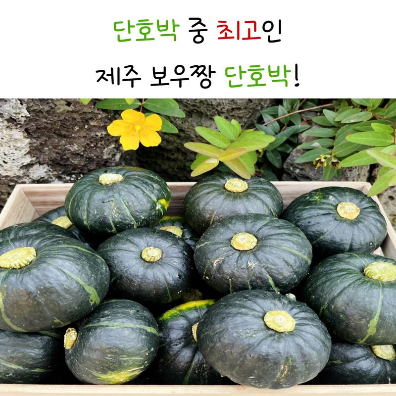 제주빅팜님의 장터 판매 상품 [제주 보우짱품종 단호박, 밤호박] 첨부 사진