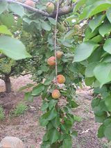 팜모닝 자유주제·자유게시판 게시글 이미지