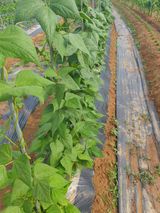 팜모닝 자유주제·자유게시판 게시글 이미지