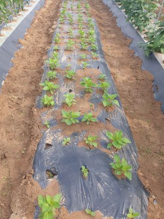 주옥님의 자유주제 · 자유게시판 작성글 사진