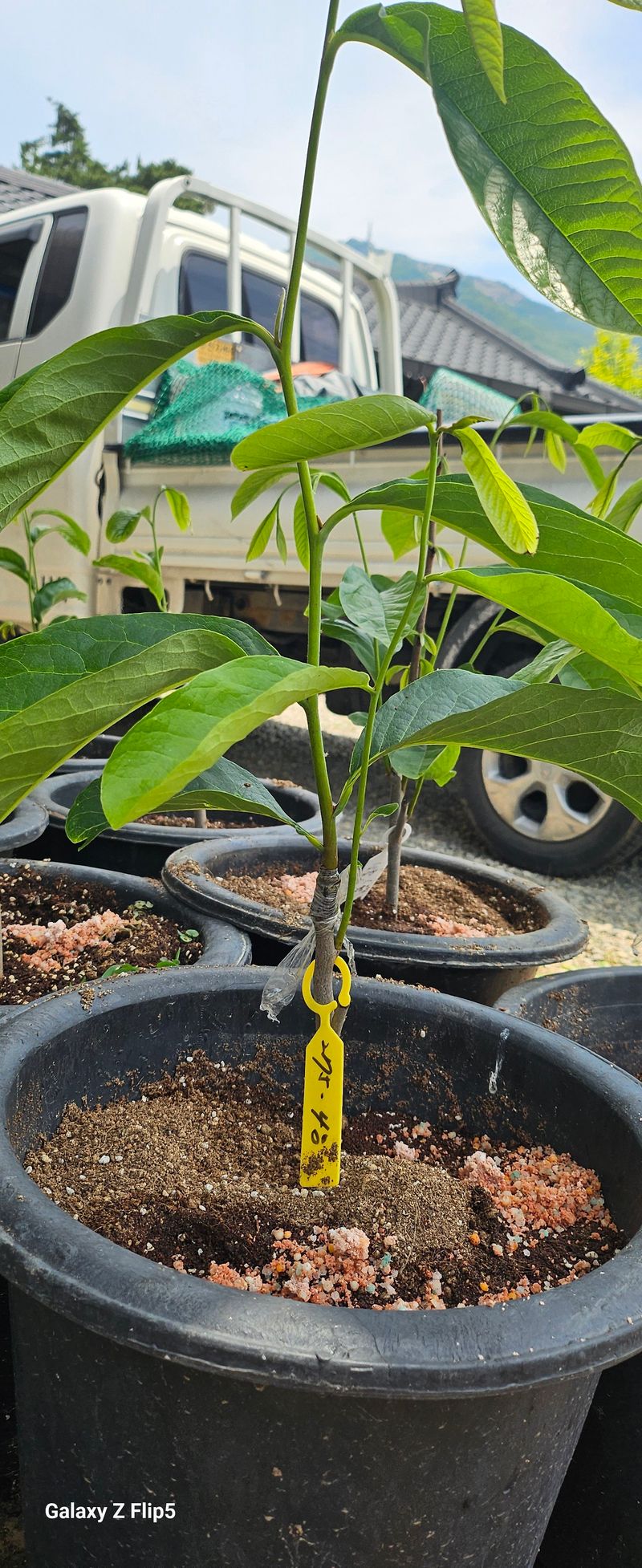 장터 상품 [포포과일나무] 썸네일