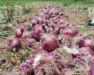 퇴비사랑님의 자유주제 · 자유게시판 작성글 사진