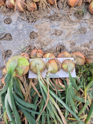 송광만님의 양파 · 자유게시판 작성글 사진