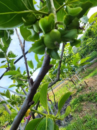 밀양달콤팜님의 자유주제 · 자유게시판 작성글 사진