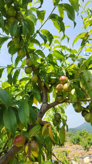 한재골님의 자유주제 · 자유게시판 작성글 사진