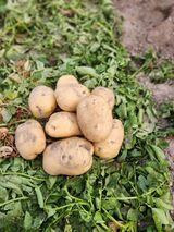 팜모닝 자유주제·자유게시판 게시글 이미지