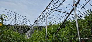 달맛햇복숭아농원님의 자유주제 · 자유게시판 작성글 사진