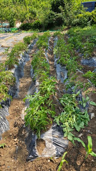 정금기님의 자유주제 · 자유게시판 작성글 사진