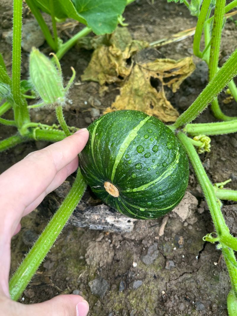 장터 상품 [제주 보우짱품종 단호박, 밤호박] 썸네일