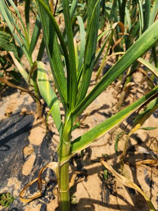 영팔이님의 농사, 무엇이든 물어보세요! · 참여글 작성글 사진