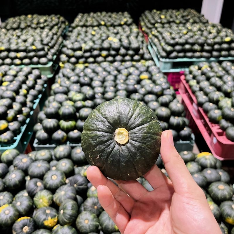 제주빅팜님의 장터 판매 상품 [제주 보우짱품종 단호박, 밤호박] 첨부 사진