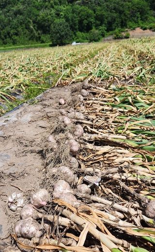 퇴비사랑님의 자유주제 · 자유게시판 작성글 사진