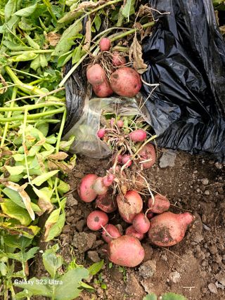 공주유구 구계박만호님의 자유주제 · 자유게시판 작성글 사진