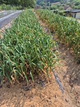 팜모닝 농사, 무엇이든 물어보세요!·참여글 게시글 이미지