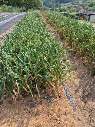 자생님의 농사, 무엇이든 물어보세요! · 참여글 작성글 사진