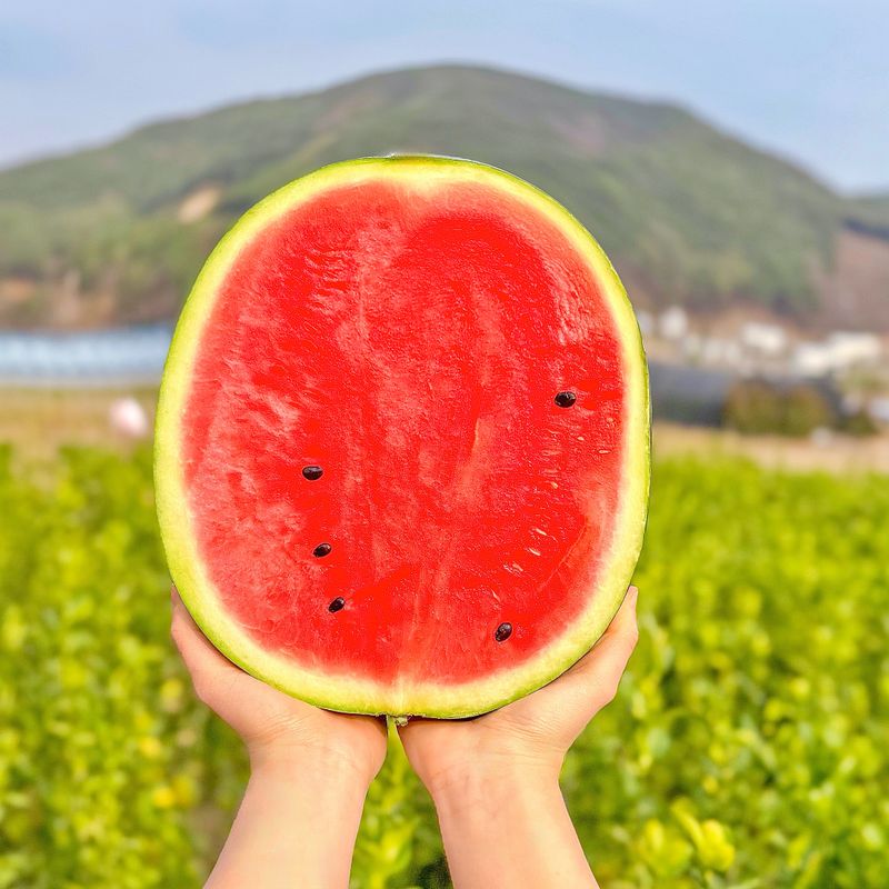 농부손녀님의 장터 판매 상품 [고당도 달콤한 맛 꿀수박 (무료배송)] 첨부 사진