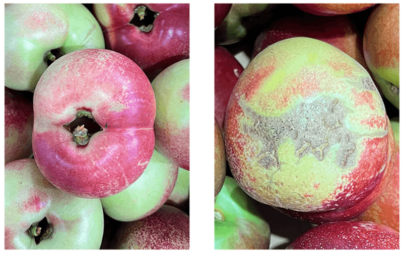 스피드번님의 장터 판매 상품 [신비/신선 복숭아] 첨부 사진