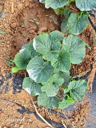 김두영(할리족구)님의 자유주제 · 자유게시판 작성글 사진