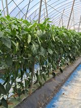 팜모닝 농사, 무엇이든 물어보세요!·참여글 게시글 이미지