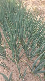 팜모닝 농사, 무엇이든 물어보세요!·참여글 게시글 이미지