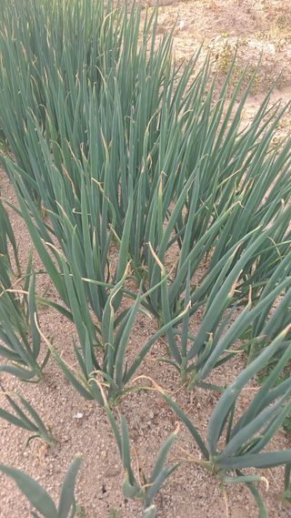 고추8669님의 농사, 무엇이든 물어보세요! · 참여글 작성글 사진