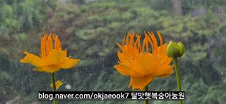 달맛햇복숭아농원님의 자유주제 · 사진전 작성글 사진