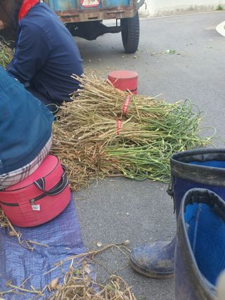 옥천서화농님의 자유주제 · 자유게시판 작성글 사진