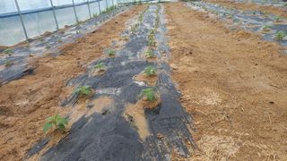 마에스타님의 자유주제 · 자유게시판 작성글 사진