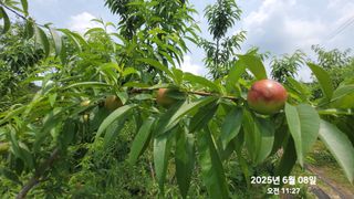 동우농장(김대욱)님의 복숭아 · 자유게시판 작성글 사진