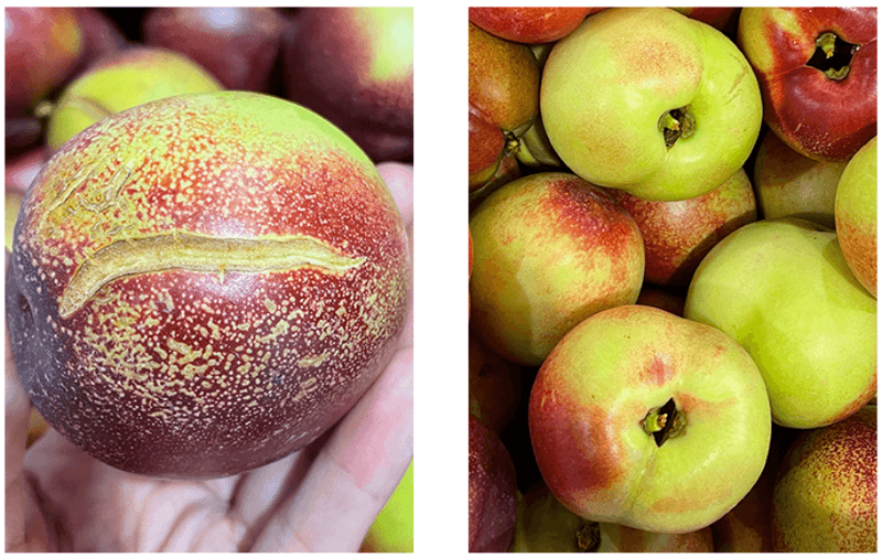 스피드번님의 장터 판매 상품 [신비/신선 복숭아] 첨부 사진