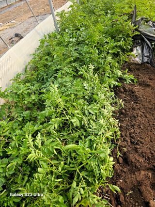 공주유구 구계박만호님의 자유주제 · 자유게시판 작성글 사진