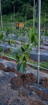 팜모닝 자유주제·자유게시판 게시글 이미지