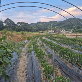 박흠님의 자유주제 · 자유게시판 작성글 사진