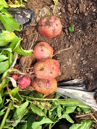 공주유구 구계박만호님의 자유주제 · 자유게시판 작성글 사진