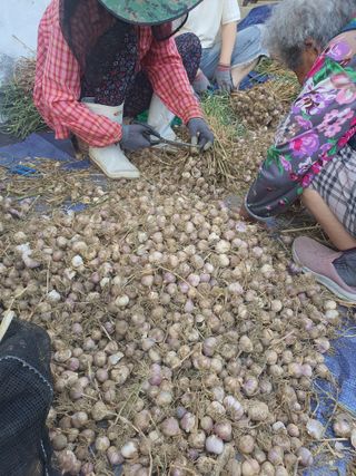 옥천서화농님의 자유주제 · 자유게시판 작성글 사진
