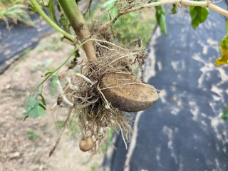 호박13141님의 농사, 무엇이든 물어보세요! · 참여글 작성글 사진