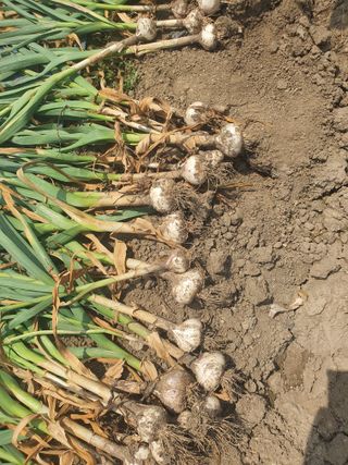 옥천서화농님의 자유주제 · 자유게시판 작성글 사진