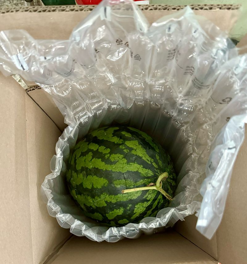 농부손녀님의 장터 판매 상품 [고당도 달콤한 맛 꿀수박 (무료배송)] 첨부 사진